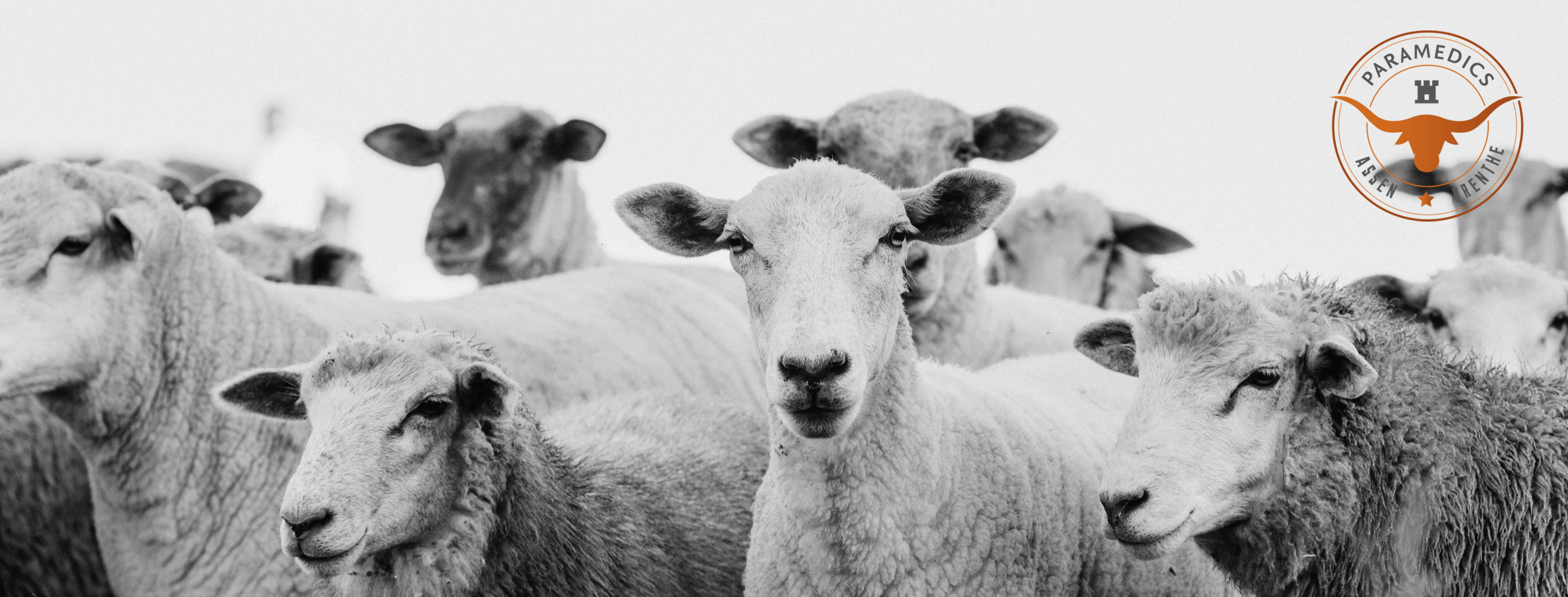 Header-met-schapen-Paramedics-Assen-Fysio